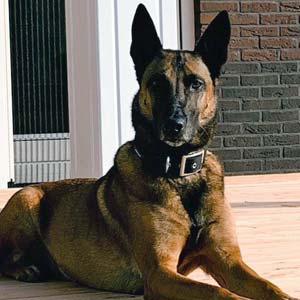 Belgian Malinois