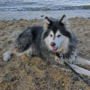 Dog on Beach