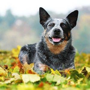 Cattle Dog