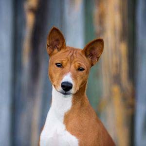 Basenji