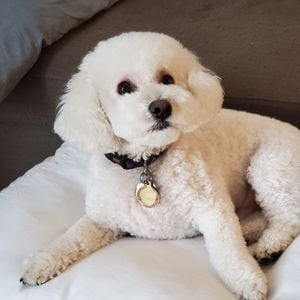 Bichon Frise