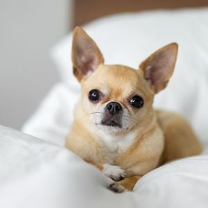 Chihuahua