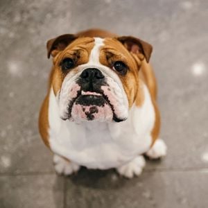 Bulldog