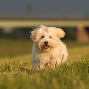 Havanese