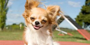 Top 10 Healthiest Dog Breeds