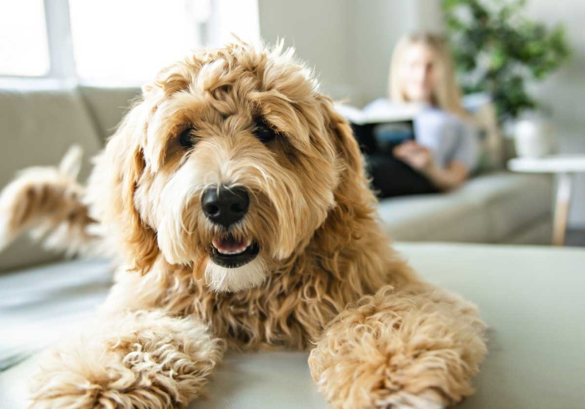 Mini goldendoodle breed profile