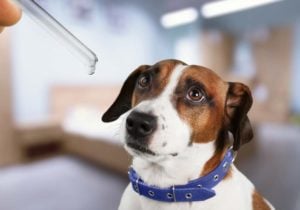 All About Colloidal Silver for Dogs: Safety, Uses, and Risks