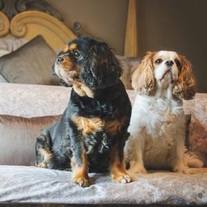 King Charles Spaniel