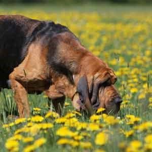 Bloodhound