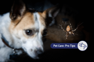 Your Guide to Spider Bites on Dogs