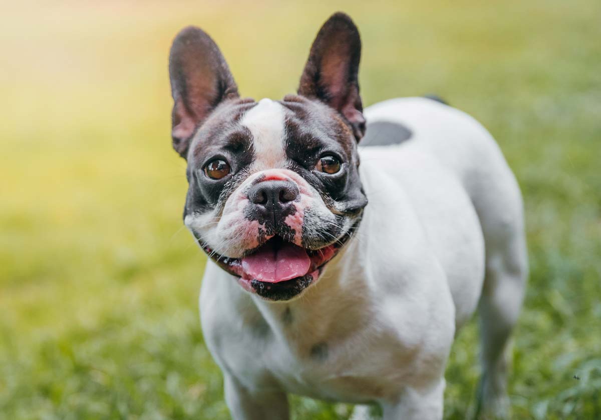 are french bulldogs prone to ear infections