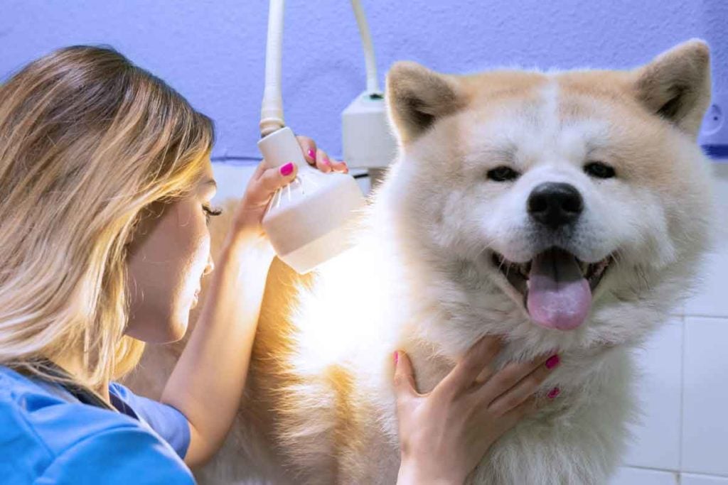 Vet with Chow Chow