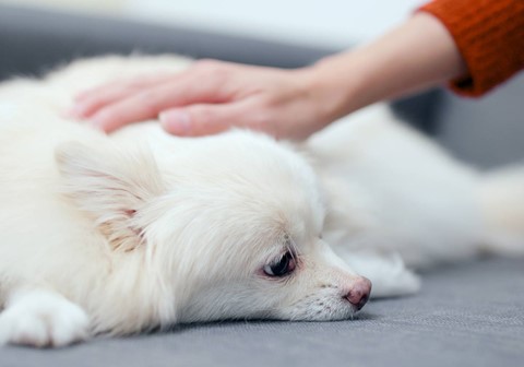 what causes upper gi bleeding in dogs