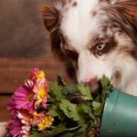 Dog With Flower Pot