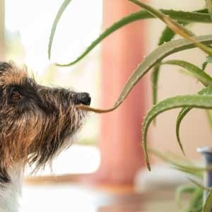 Is aloe harmful to sales dogs