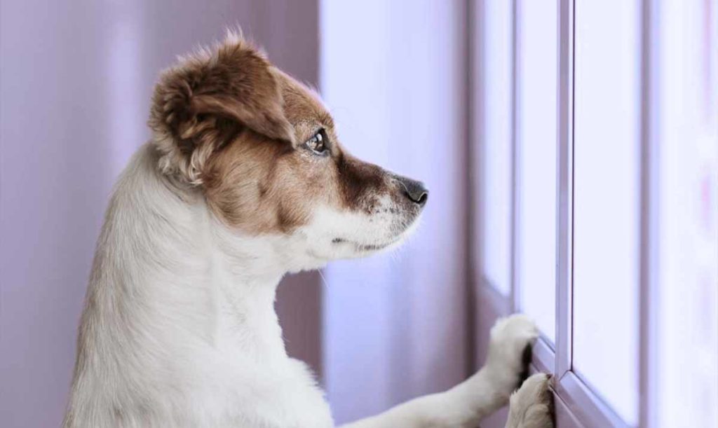 Dog Looking Outside