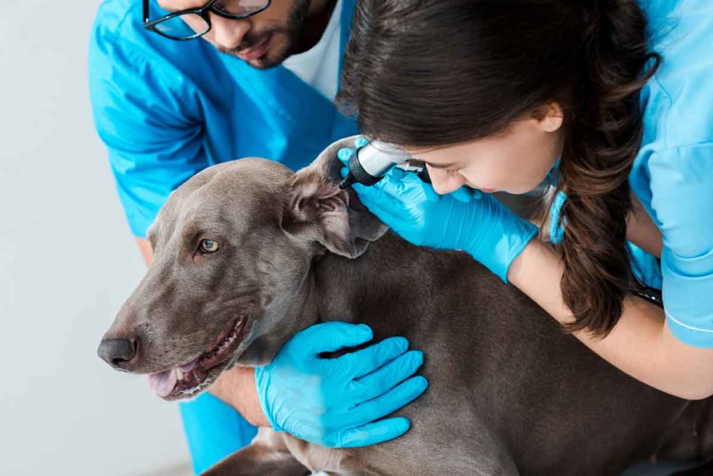 Young veterinarian holding weimaraner dog while colleague examining ear with otoscope