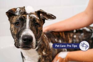 Your Guide to Mange in Dogs