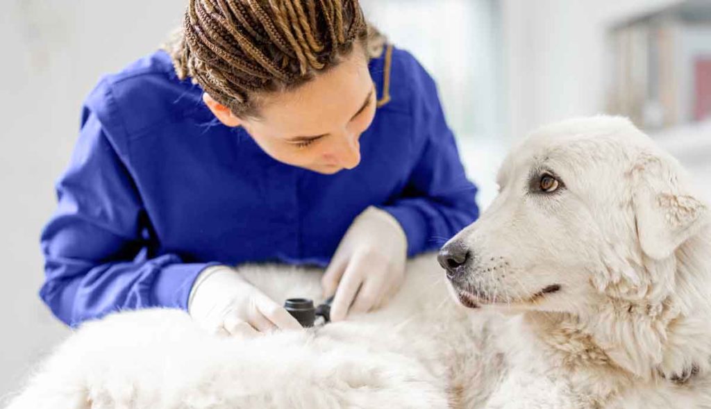 Vet examines fluffy dog for skin cancer tumors