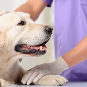 Vet Holding Dog