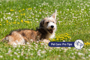 Dogs and Tick Bites: Everything Pet Parents Should Know