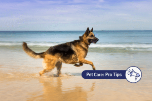How Can CBD + CBDA Help with Joint Discomfort in Dogs?