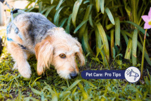Why do dogs eat poop? Reasons for and ways to kick this nasty habit