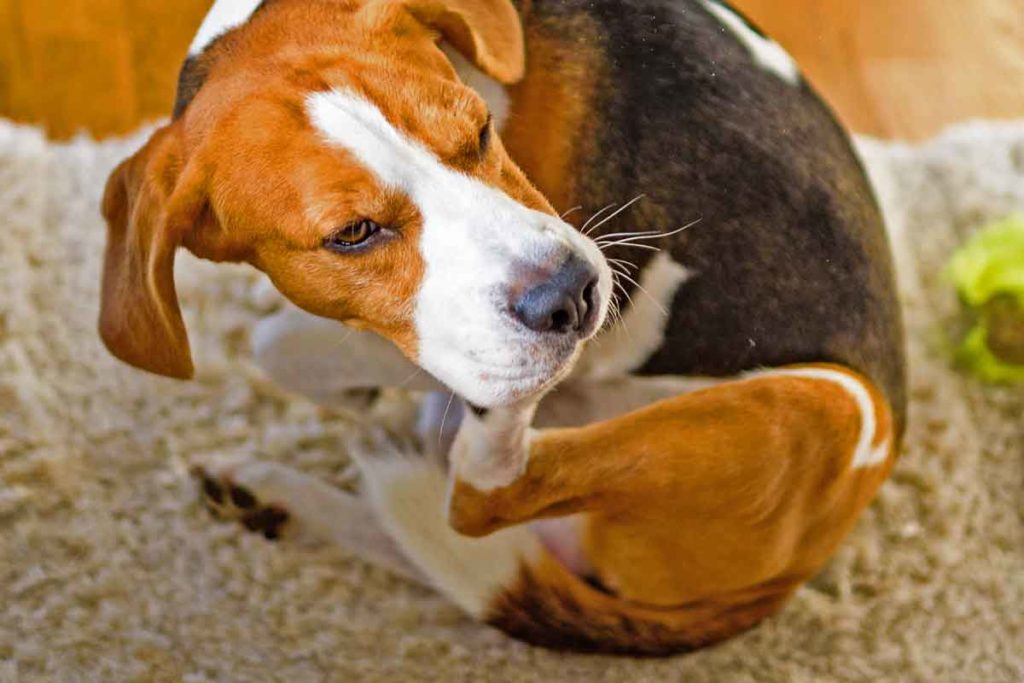 Dog beagle scratches himself on carpet, indoors