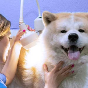 Veterinarian examining dog skin 