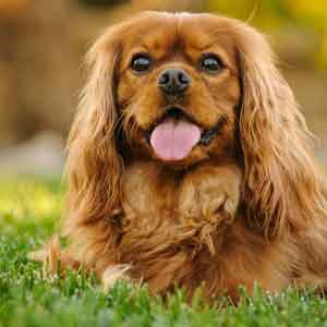 Cavalier King Charles spaniel sits in grass