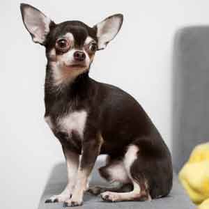 Chihuahua sits on couch
