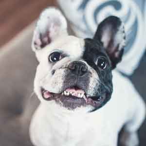 French bulldog sits looking up at owner