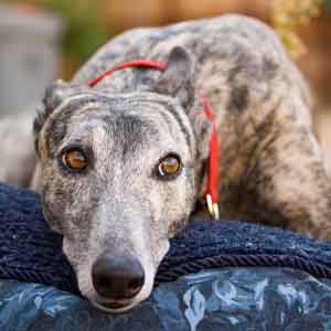 Calm greyhound relaxes on couch