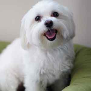 Maltese sits smiling