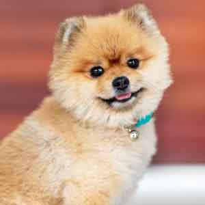 Pomeranian sitting down