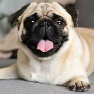 Pug lays on couch with tongue out