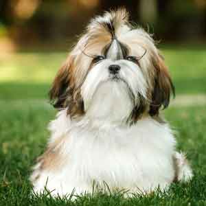 Shih Tzu lays down in grass