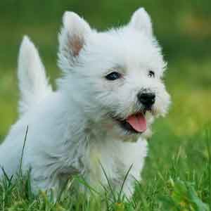 Small West Highland White Terrier sits in grass