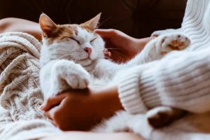 Why do cats sleep so much?