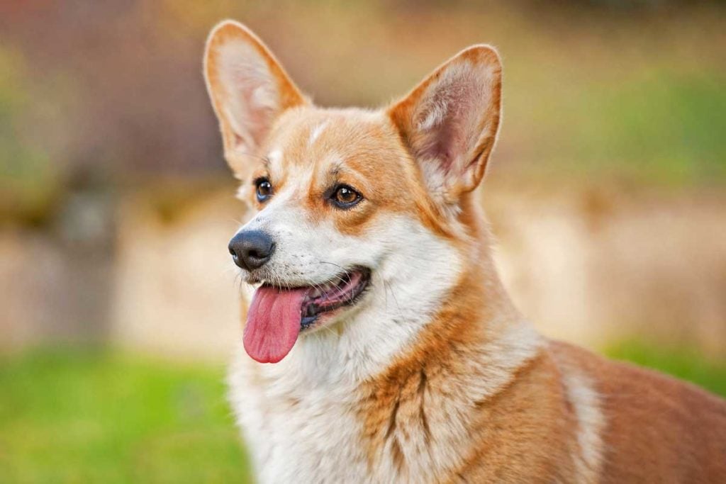 embroke Welsh corgi stands with tongue out