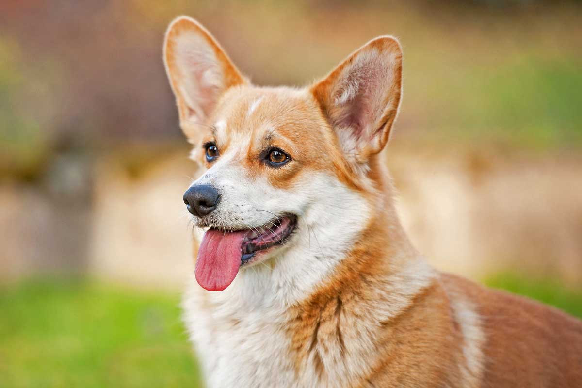 Corgi