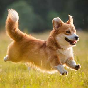 Herding Pembroke Welsh corgi with tail runs fast through field