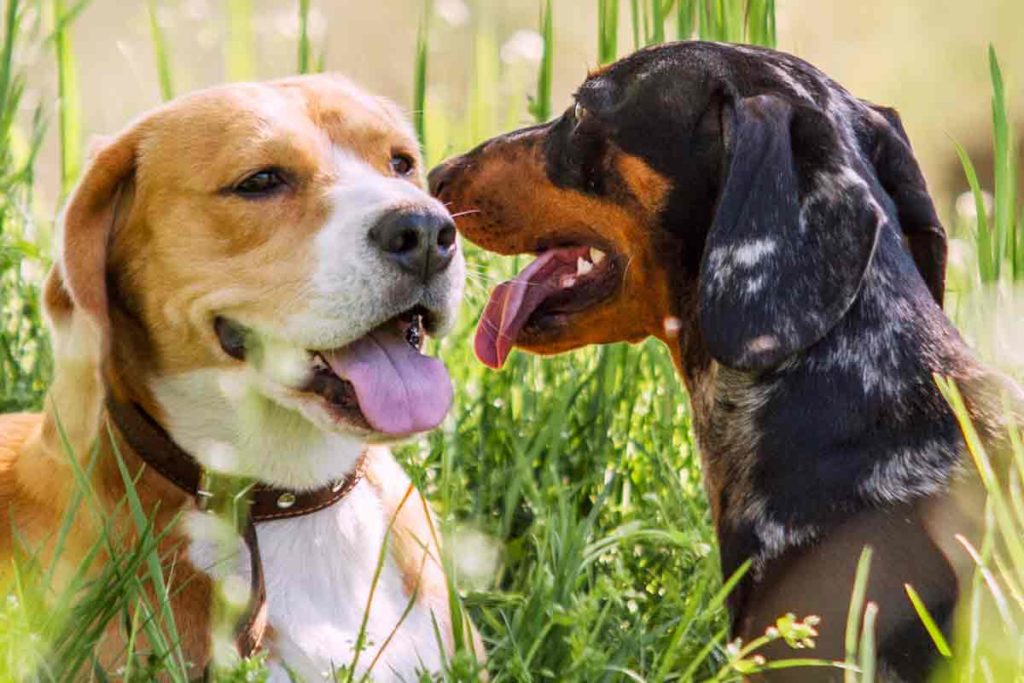 Two panting dogs spread canine distemper by sitting closely with tongues out