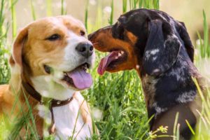 What Is Distemper In Dogs?