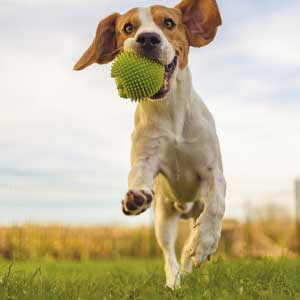 Happy dog plays fetch in the park