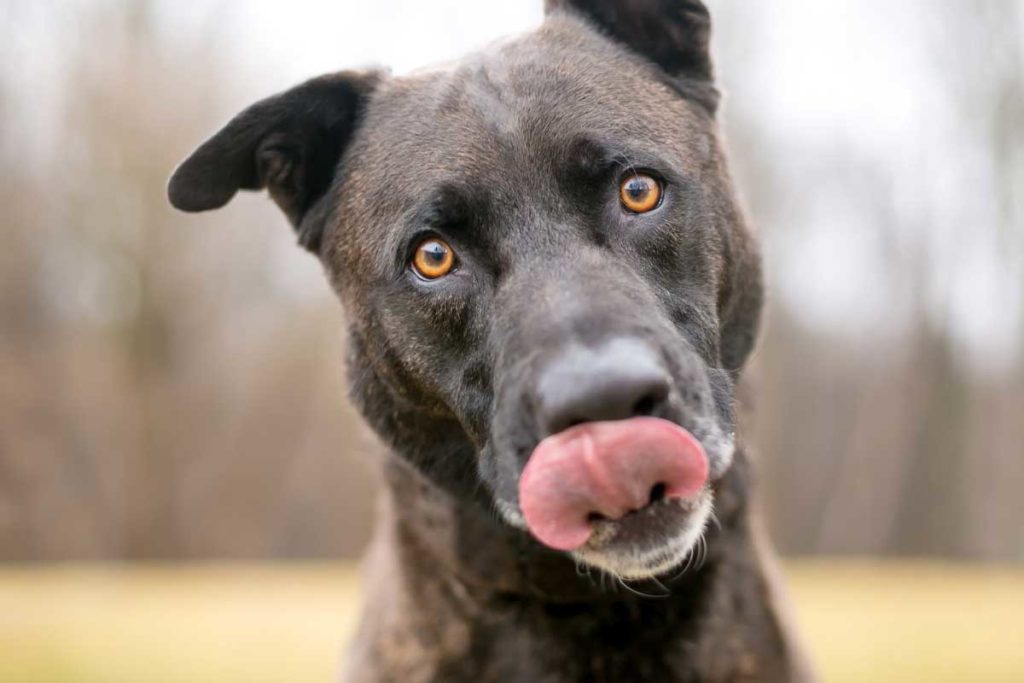 how long after a dog eats should they poop