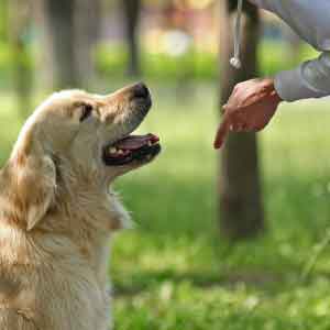 Owner gives Golden Retriever dog training command outside