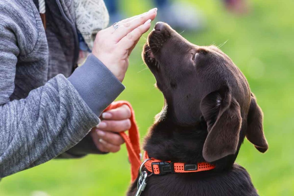 Woman with a young Labrador dog on a dog training field