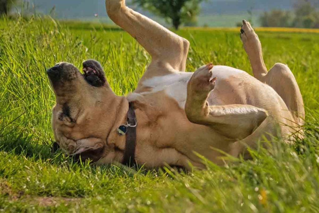 Dog rolls in grass
