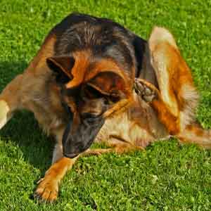 German Shepherd sits in grass scratching ear